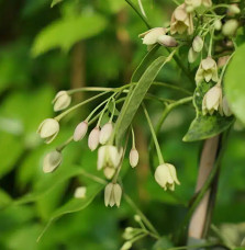 Holboellia coriacea - Vigne Bleue de Chine