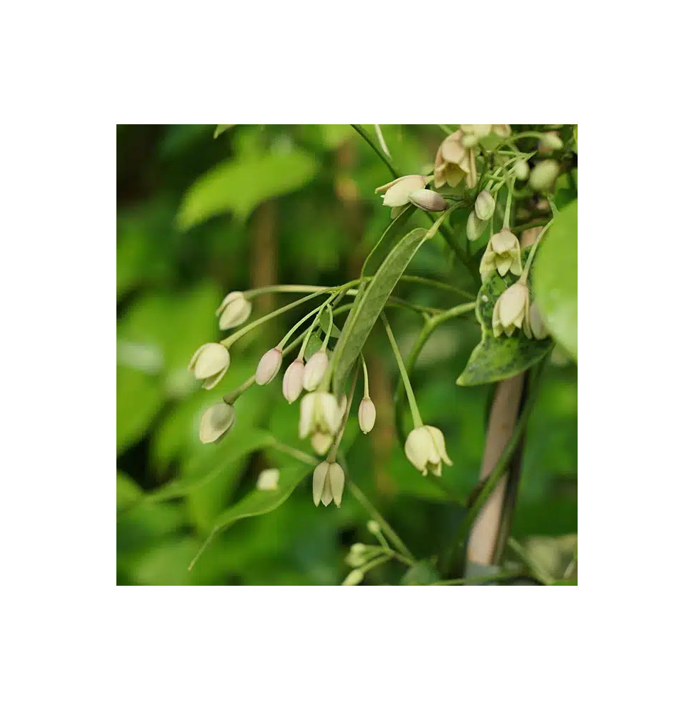 Holboellia coriacea - Vigne Bleue de Chine