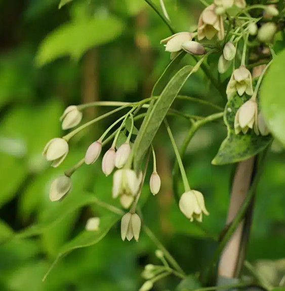 Holboellia coriacea - Vigne Bleue de Chine