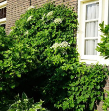 Hortensia grimpant 'Petiolaris' - hydrangea anomala