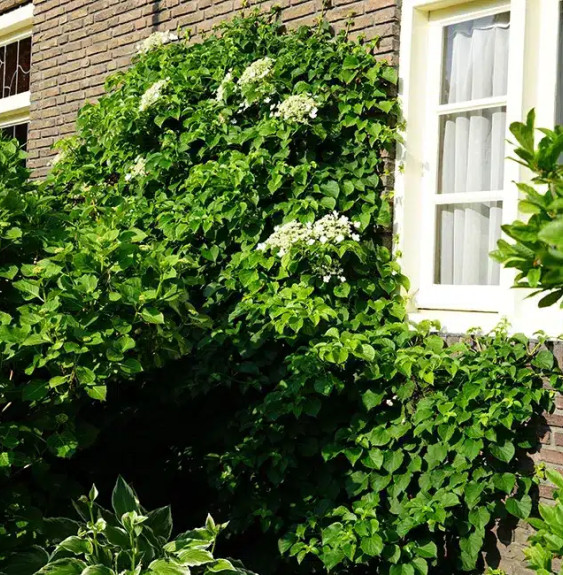 Hortensia grimpant 'Petiolaris' - hydrangea anomala