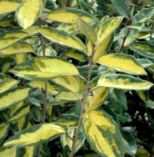 ELAEAGNUS x ebbingeii ‘Limelight’ / Chalef 'Limelight'