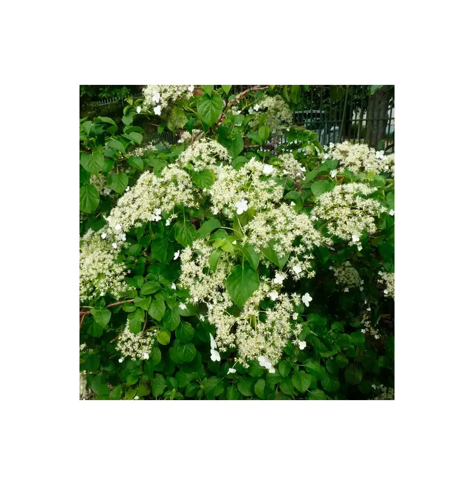 Hortensia grimpant 'Petiolaris' - hydrangea anomala