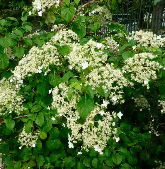 Hortensia grimpant 'Petiolaris' - hydrangea anomala