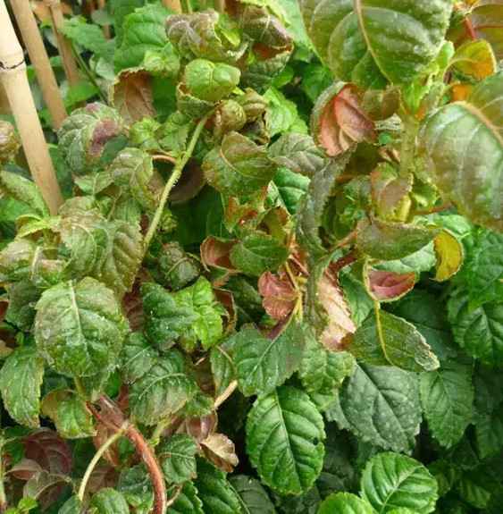 Hortensia grimpant 'Winter Surprise' - hydrangea anomala