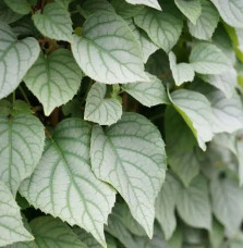 Hortensia grimpant du Japon 'Moonlight' - schizophragma