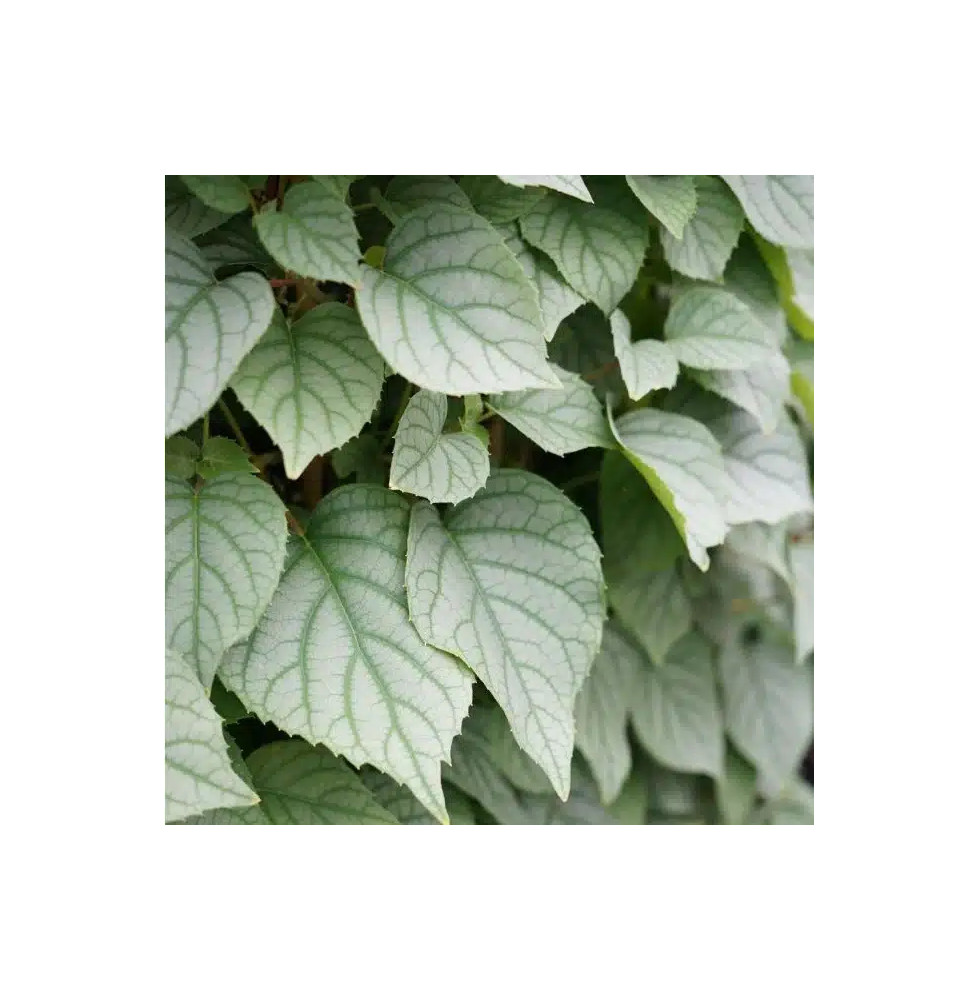 Hortensia grimpant du Japon 'Moonlight' - schizophragma