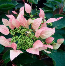 Hortensia grimpant du Japon 'Roseum' - schizophragma