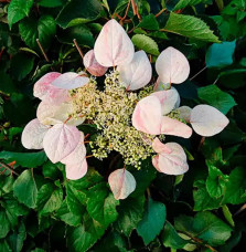 Hortensia grimpant du Japon 'Roseum' - schizophragma