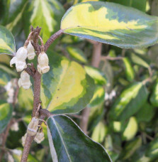 ELAEAGNUS x ebbingeii ‘Limelight’ / Chalef 'Limelight'