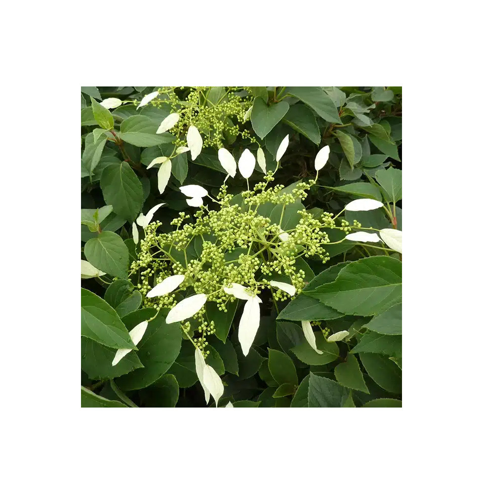 Hortensia grimpant du Japon 'Windmills' - schizophragma