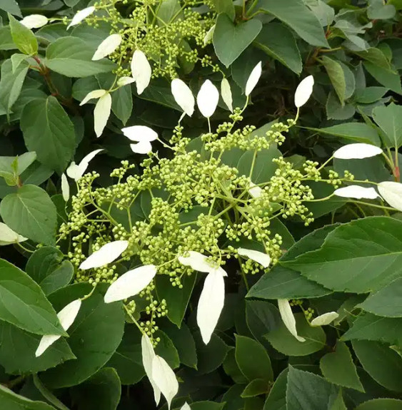 Pépinières Français PF_Hortensia4 Hortensia grimpant du Japon 'Windmills' - schizophragma