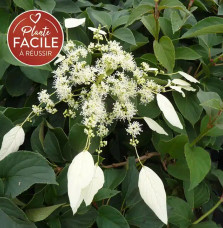 Hortensia grimpant du Japon 'Windmills' - schizophragma