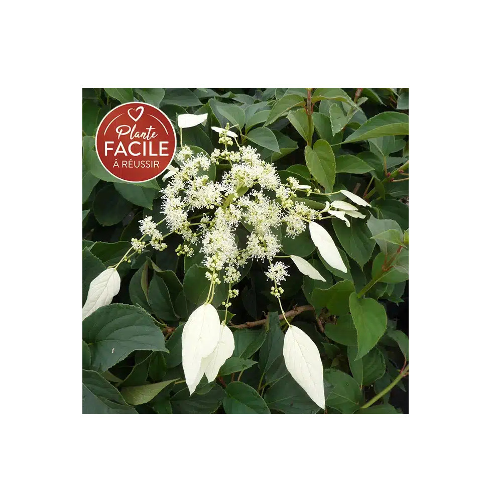 Hortensia grimpant du Japon 'Windmills' - schizophragma