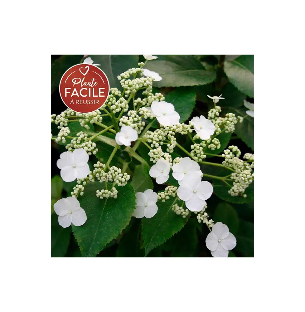 Hortensia grimpant SEMIOLA® 'Inovalaur' - hydrangea anomala