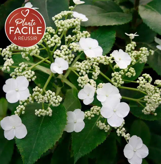 Pépinières Français PF_Hortensia40 Hortensia grimpant SEMIOLA® 'Inovalaur' - hydrangea anomala