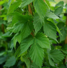 Houblon 'Nordbrau' - humulus