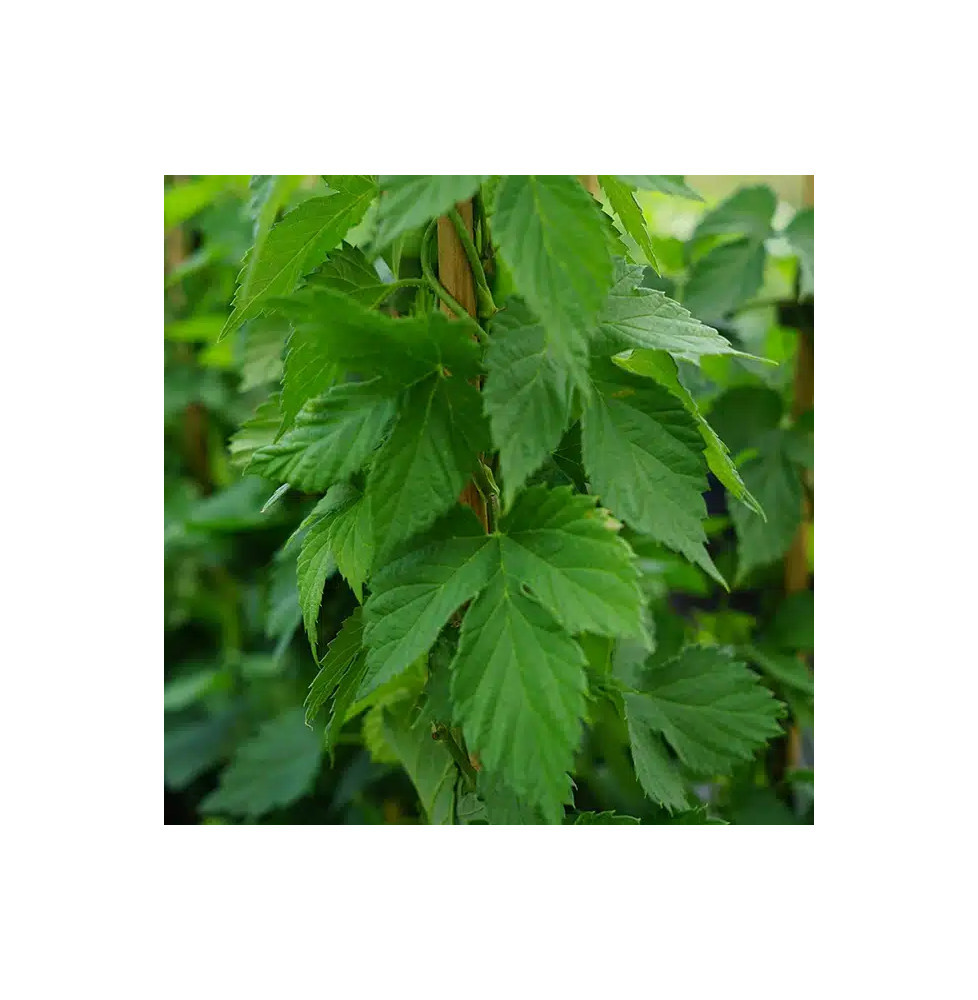 Houblon 'Nordbrau' - humulus