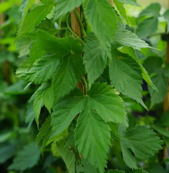 Houblon 'Nordbrau' - humulus