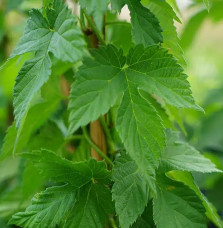 Houblon 'Nordbrau' - humulus