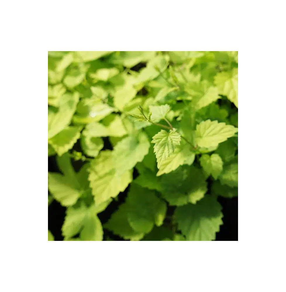 Houblon doré 'Aureus' - humulus