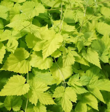 Houblon doré 'Aureus' - humulus