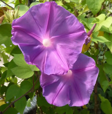 Ipomée d'Inde - ipomoea learii