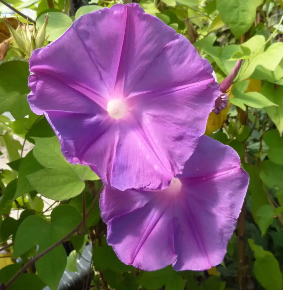 Pépinières Français PF_Ipomée-d-I Ipomée d'Inde - ipomoea learii