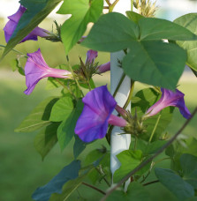 Ipomée d'Inde - ipomoea learii