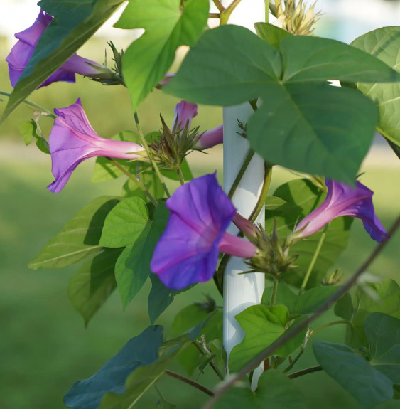 Pépinières Français PF_Ipomée-d-I Ipomée d'Inde - ipomoea learii