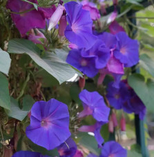 Ipomée d'Inde - ipomoea learii