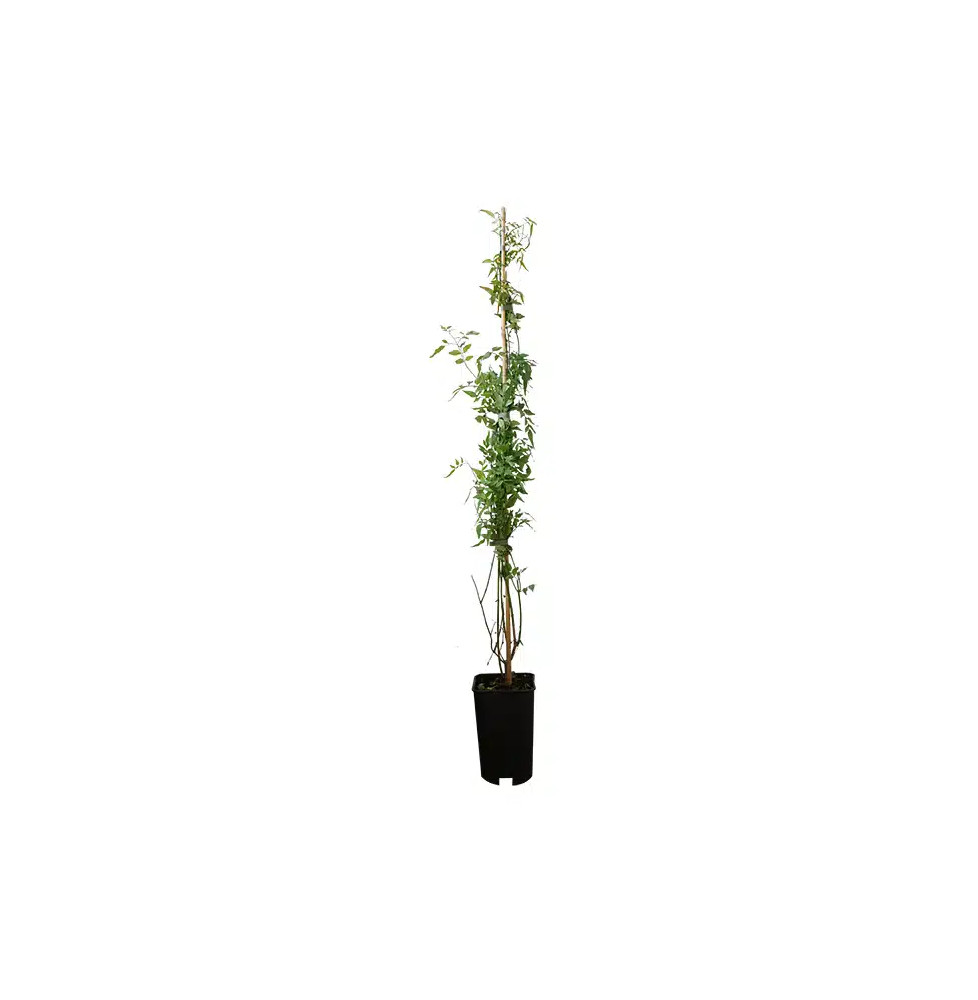 Jasmin blanc officinal – jasminum officinalis