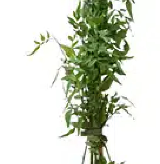 Jasmin blanc officinal – jasminum officinalis