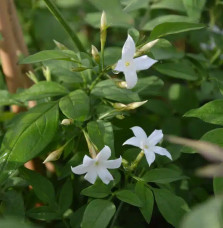 Jasmin blanc officinal – jasminum officinalis