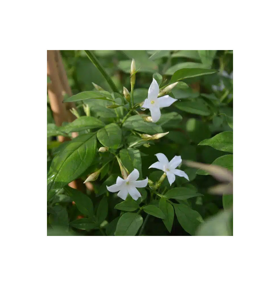 Jasmin blanc officinal – jasminum officinalis