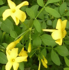 Jasmin d'Italie 'Revolutum' - jasminum humile