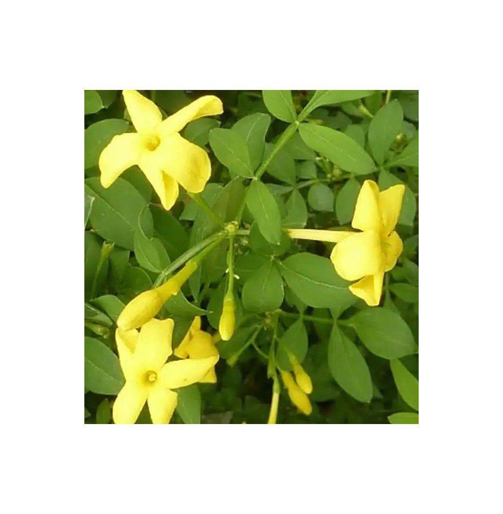 Jasmin d'Italie 'Revolutum' - jasminum humile