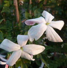 Jasmin de Grasse - jasminum grandiflorum