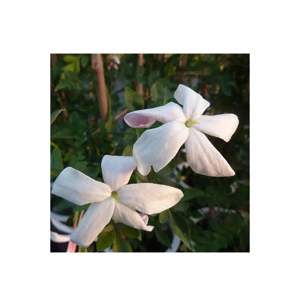 Jasmin de Grasse - jasminum grandiflorum