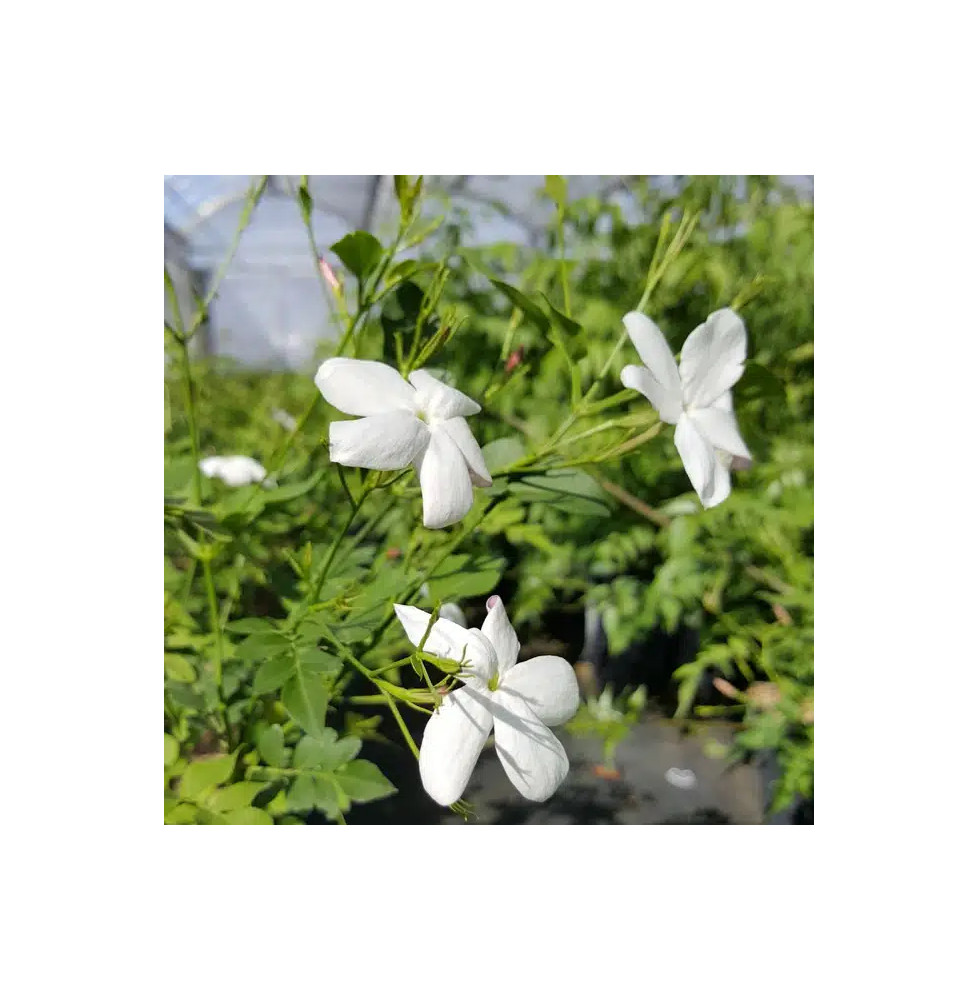 Jasmin de Grasse - jasminum grandiflorum