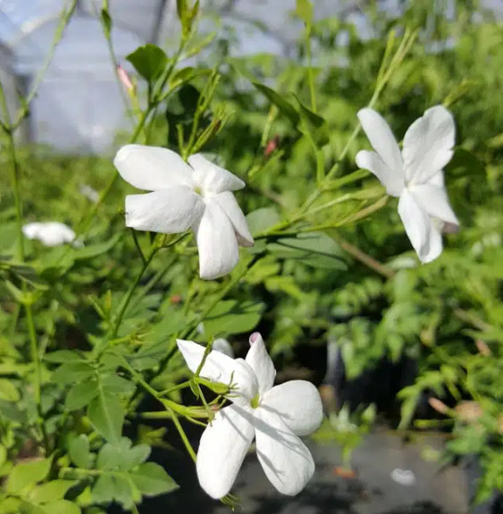 Jasmin de Grasse - jasminum grandiflorum