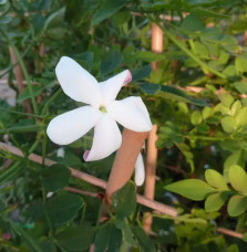 Jasmin de Grasse - jasminum grandiflorum