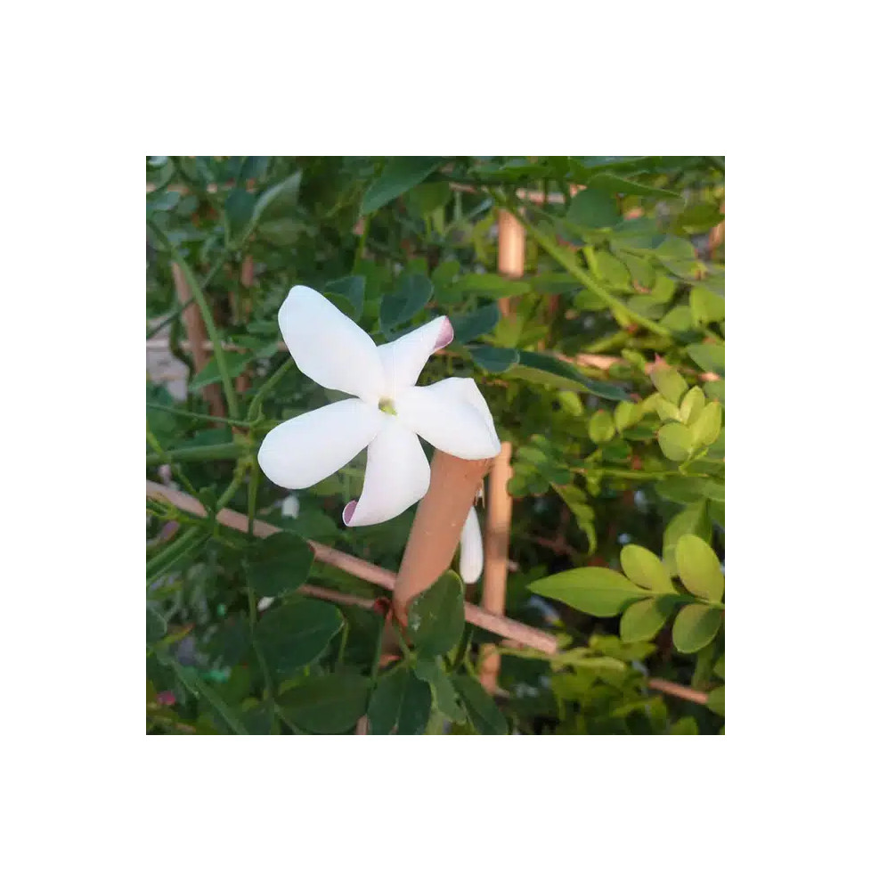 Jasmin de Grasse - jasminum grandiflorum