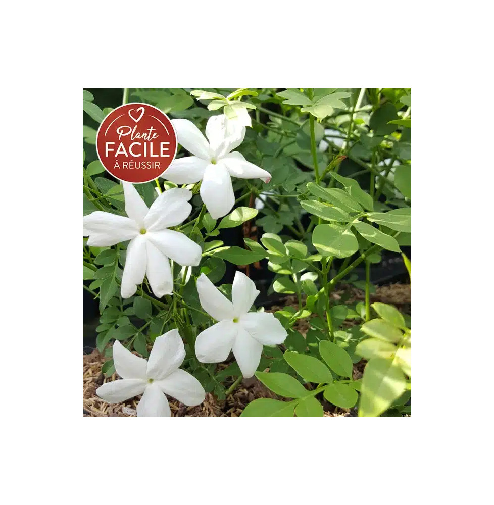 Jasmin de Grasse - jasminum grandiflorum