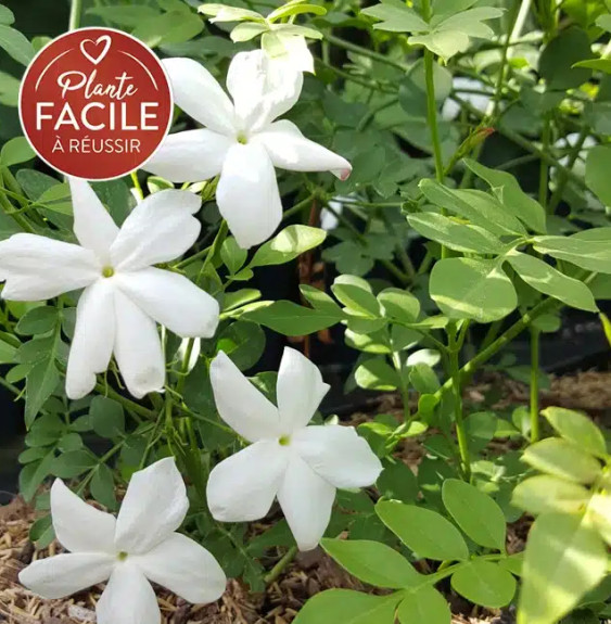 Pépinières Français PF_Jasmin-de Jasmin de Grasse - jasminum grandiflorum