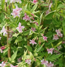 Jasmin de Saint-Étienne - jasminum stephanense