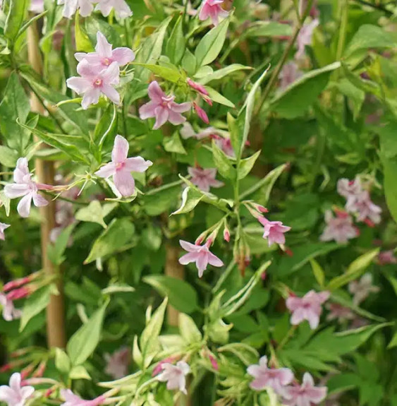 Pépinières Français PF_Jasmin-de2 Jasmin de Saint-Étienne - jasminum stephanense