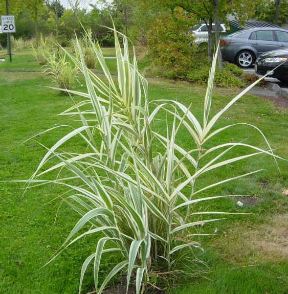 Pépinières Français PF_ARUNDO-don4 ARUNDO donax variegata / Arundo donax 'Variegata