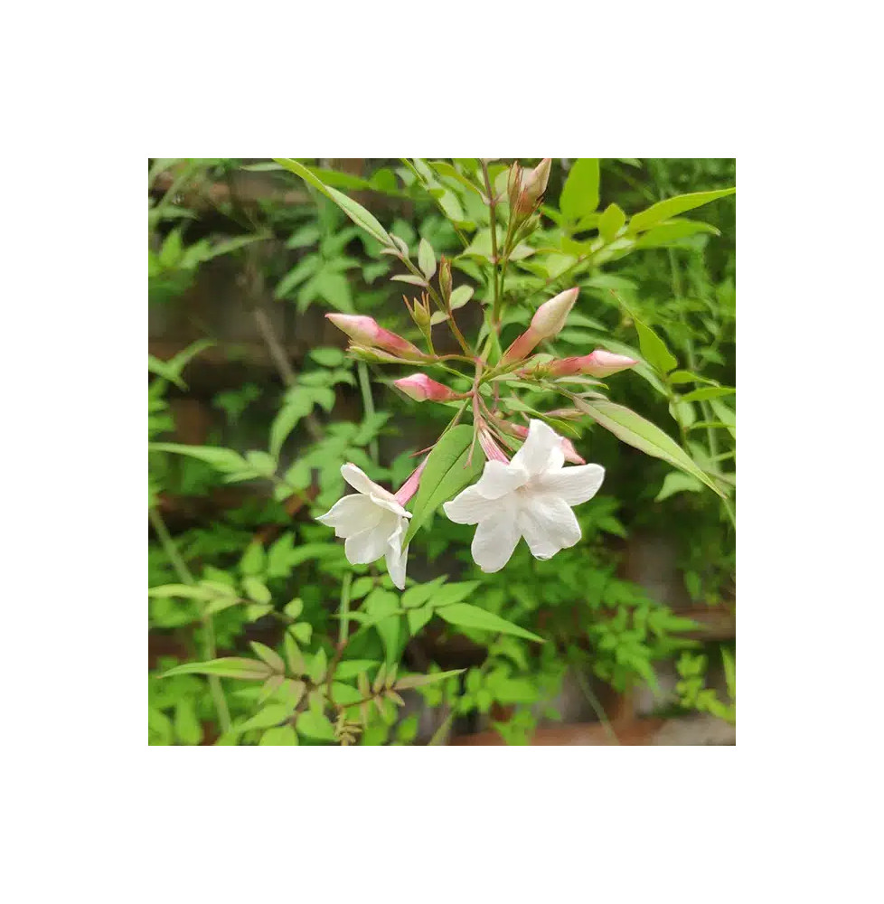 Jasmin de Saint-Étienne - jasminum stephanense