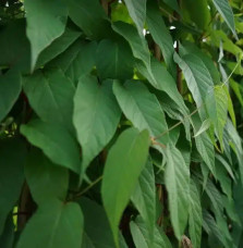 Jasmin du Chili - mandevilla laxa